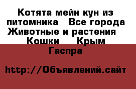 Котята мейн-кун из питомника - Все города Животные и растения » Кошки   . Крым,Гаспра